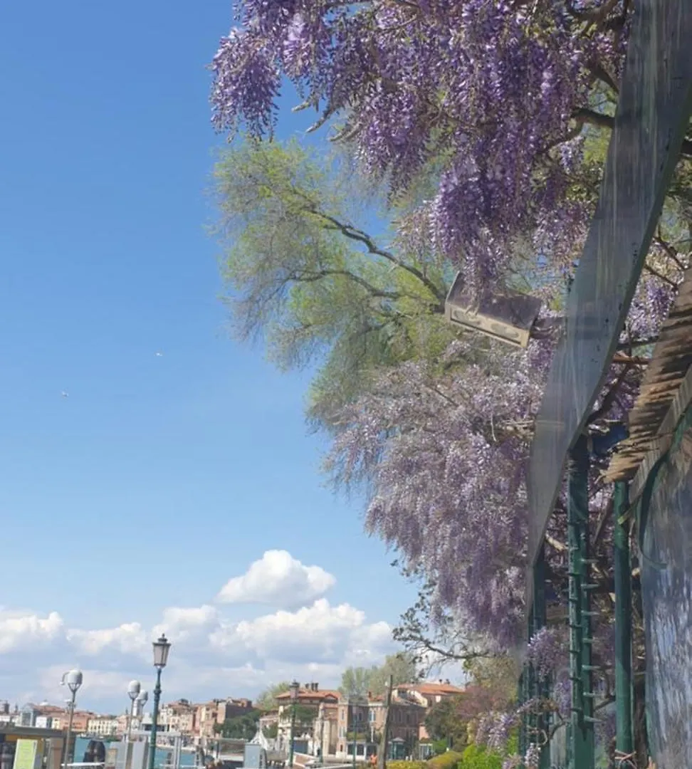 Biennale Flat In Giardini Lägenhet Venedig